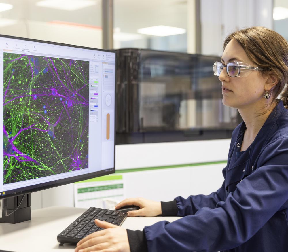 Scientist reviewing sensory neurons from a microscopy image