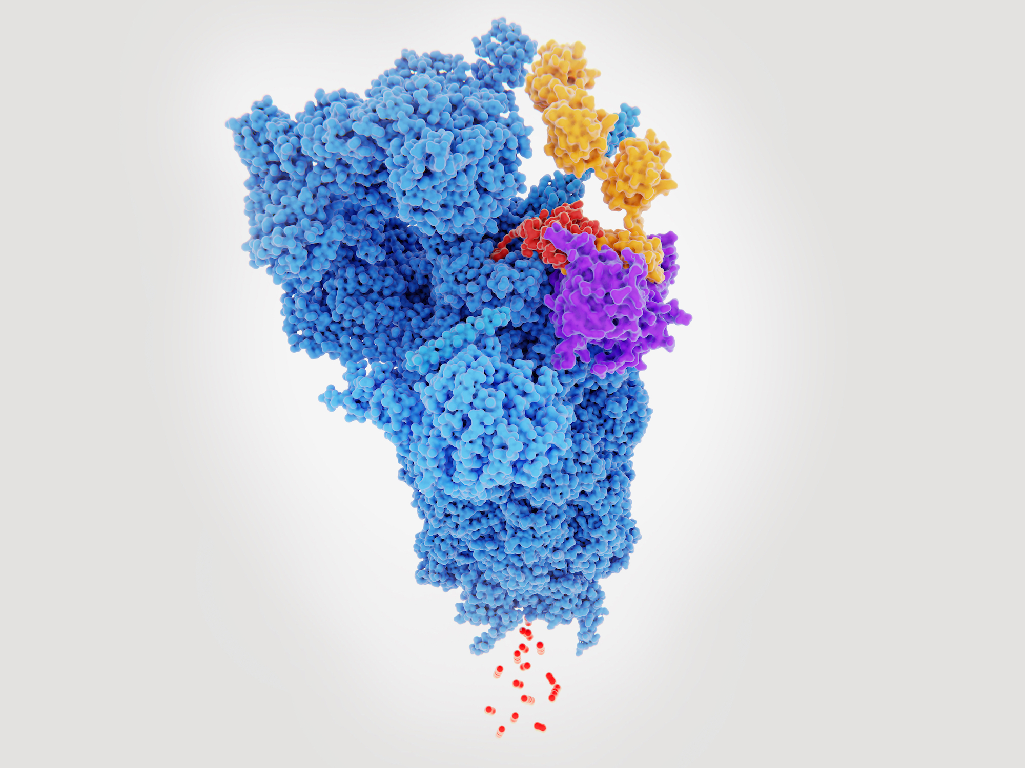 Proteasome degrading a protein (red) tagged with polyubiquitin. They degrade unneeded or damaged proteins that have been tagged with polyubiquitin (yellow). Source PDB entry 5GJQ. 3d rendering