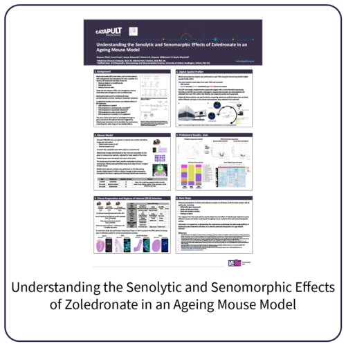 Elrig poster Understanding the Senolytic and Senomorphic Effects of Zoledronate in an Ageing Mouse Model