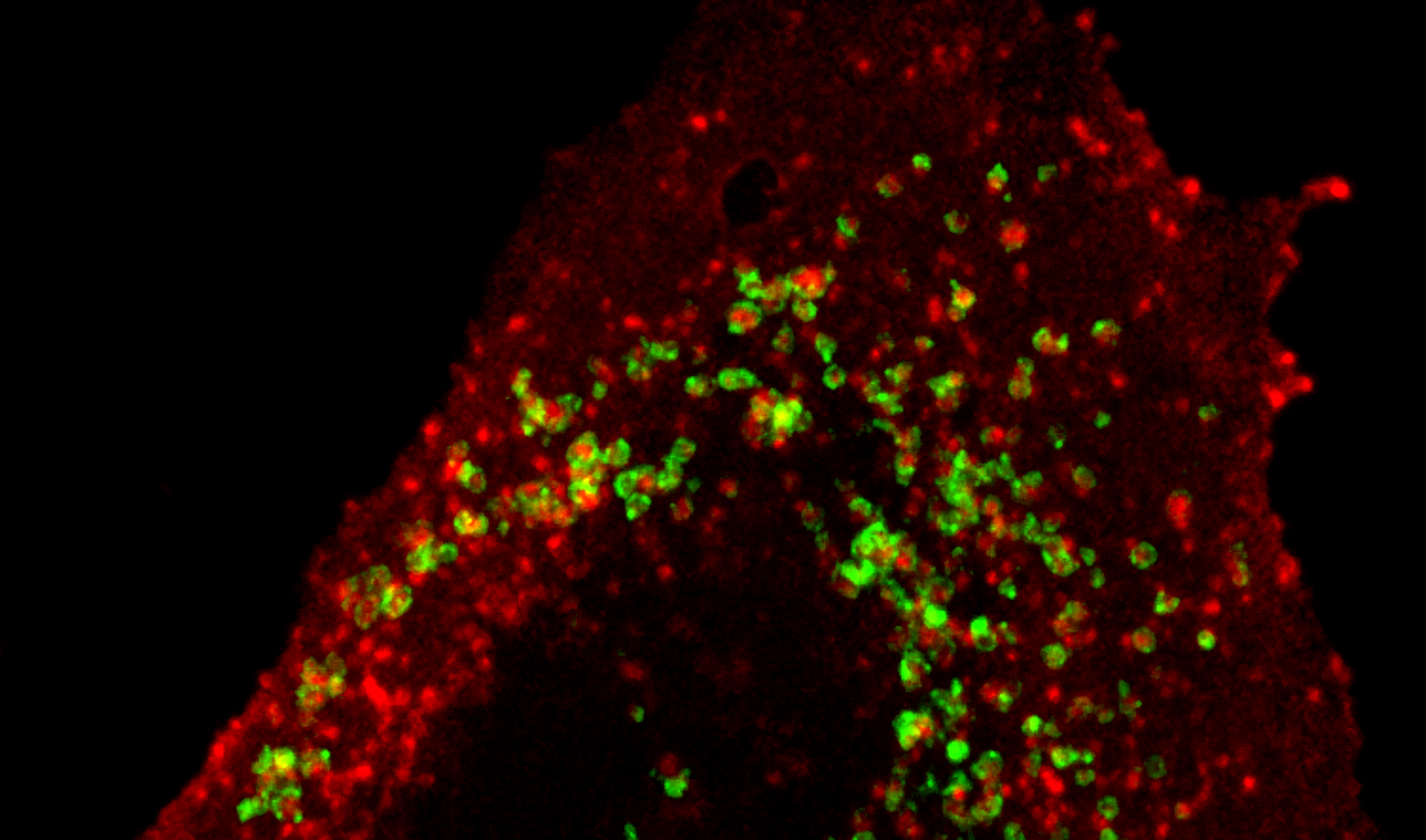 Internalisation-assay-Rab7-endosomal-marker-colocalisation-showing-receptor-internalisation