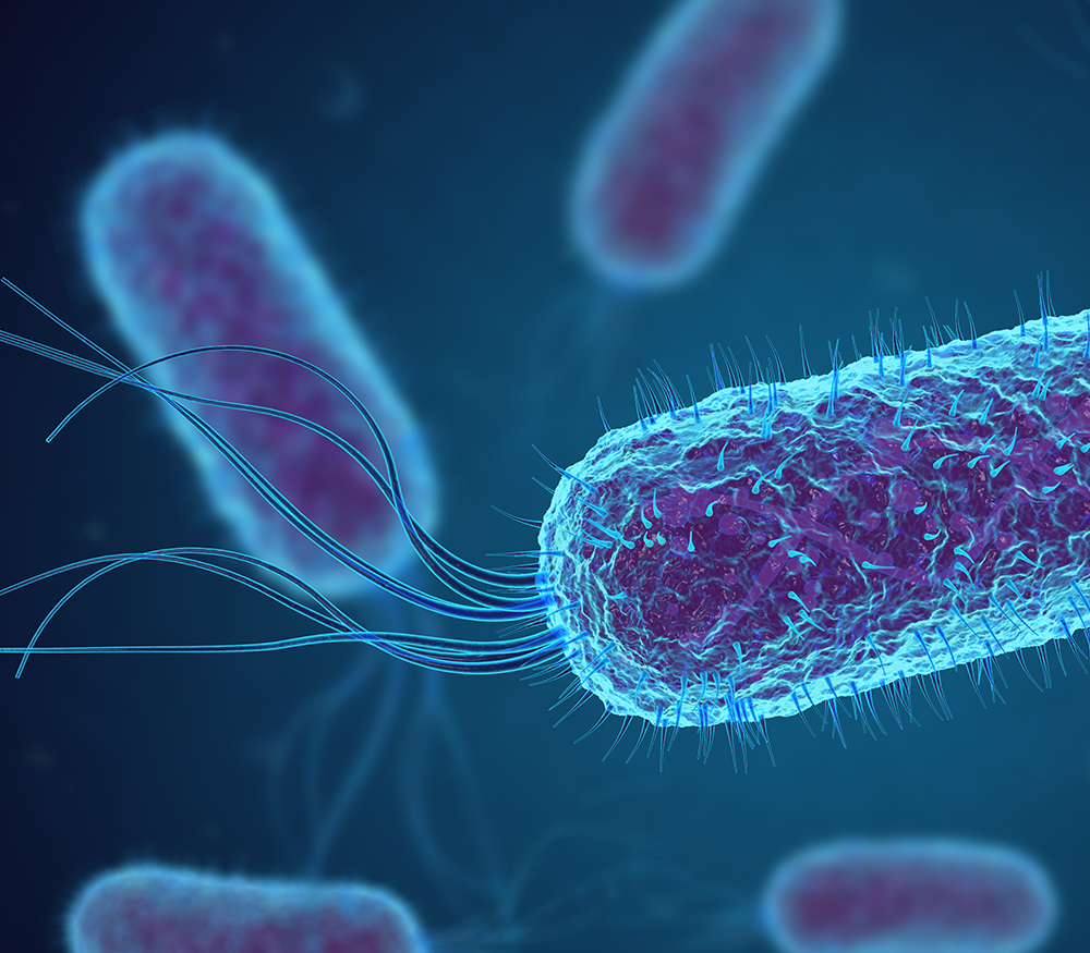 Escherichia Coli bacteria