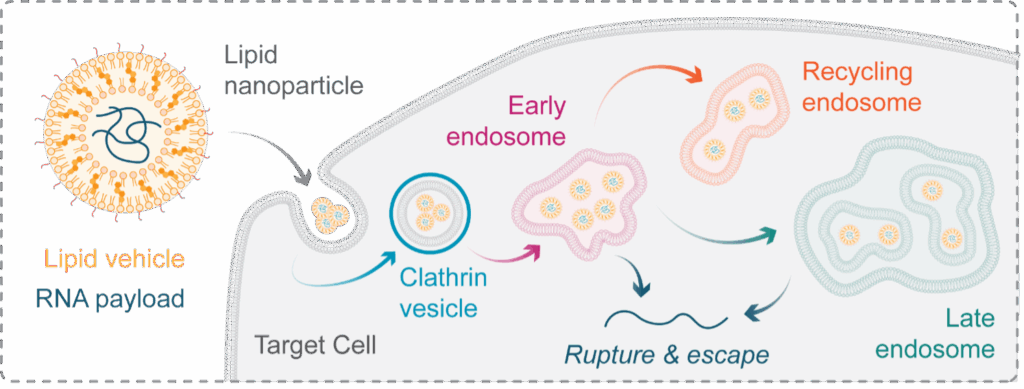 Rupturing Endosomes: Nanotherapeutics often fail because of endosomal entrapment, real-time imaging is beginning to reveal why