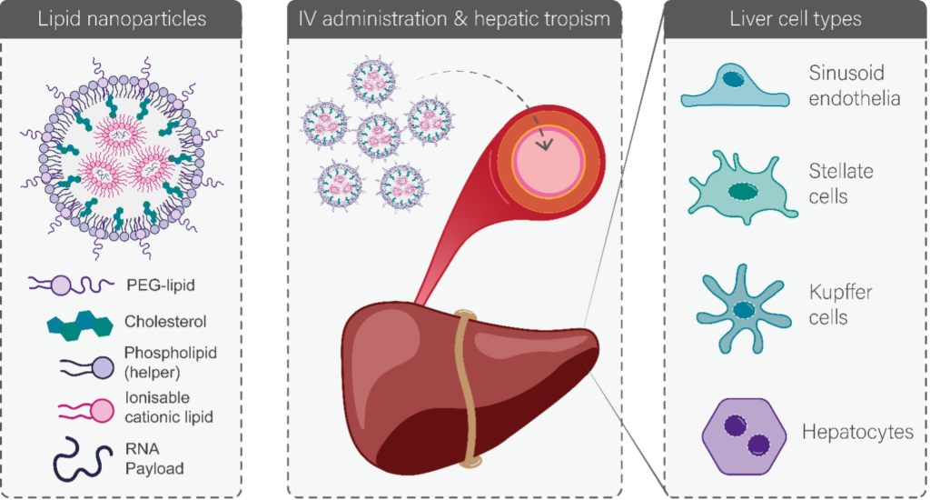 A graphic showing Left Lipid nanoparticles are made by combining structural phospholipid and sterol components with an ionisable lipid that encapsulates the RNA payload and a PEG lipid that reduces aggregation and extends circulation time. Middle & right When administered intravenously, many lipid nanoparticles display strong hepatic tropism through binding of apolipoprotein E, ultimately delivering their payload to one of the four constituent liver cell types. 