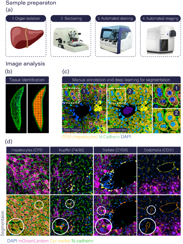 Graphic showing workflow for automated preparation, imaging, and analysis of cellular tropism in murine liver sections. 