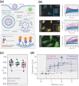Schematic and fluorescence microscopy data showing LNP internalisation, endosomal rupture, and payload expression in live HeLa cells