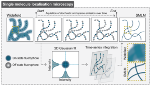 A graphic showing Single-molecule localisation microscopy.
