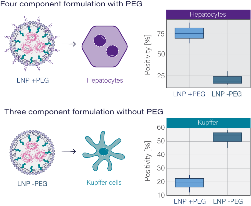 Graphic showing Figure 5: Directing LNP cellular tropism with PEG. PEG-containing LNPs primarily transfect hepatocytes (above) while LNPs formulated without PEG primary transfect Kupffer cells (below). 