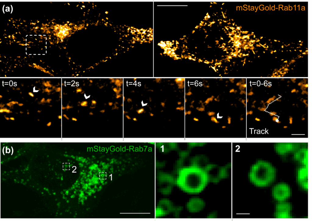 Tracking endosomes with CRISPR-Cas9-generated tools. (a) Top Stills of HeLa cells expressing endogenously labelled mStayGold-Rab11a, a marker of recycling endosomes. Note the elongated nature of these vesicles and their localisation to the centrosome and cell periphery. Below Time-lapse stills of a migrating mStayGold-Rab11a positive endosome taken from the white box above, demonstrating rapid cytosolic transport over six seconds.