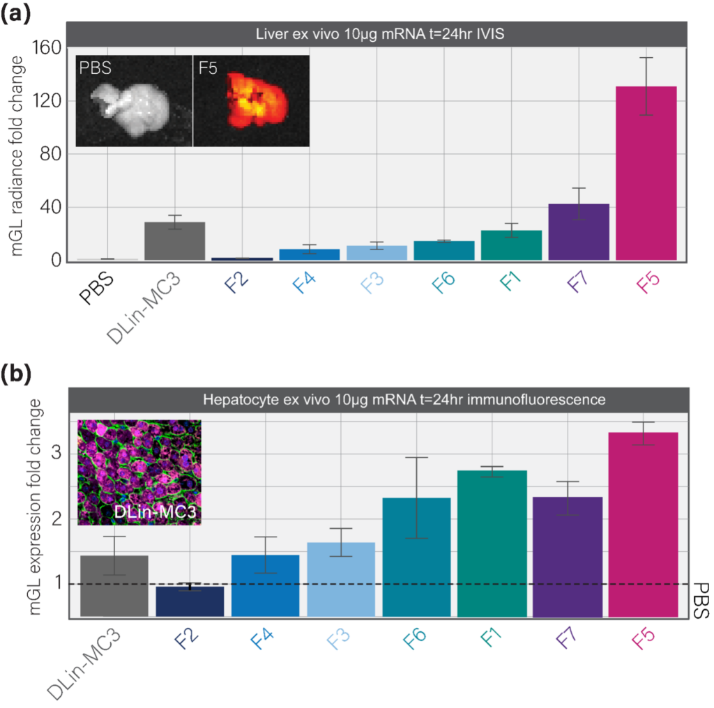 IVIS imaging and immunofluorescence quantification of mGL expression in mouse liver following intravenous LNP administration