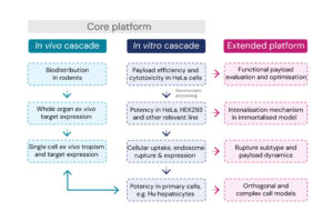 Flowchart showing MDC's preclinical in vitro and in vivo cascade for RNA nanotherapeutic characterisation. Lipid nanoparticle preclinical screening.