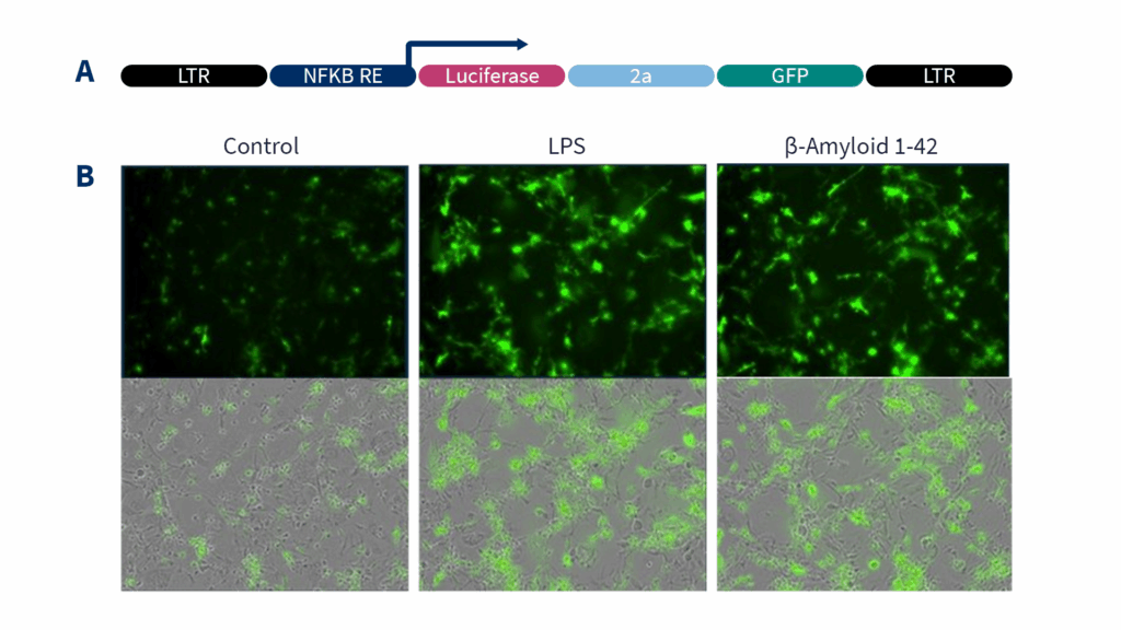 Scientific data showing neuroinflammation signalling in iPSC-derived microglia (monoculture and triculture)