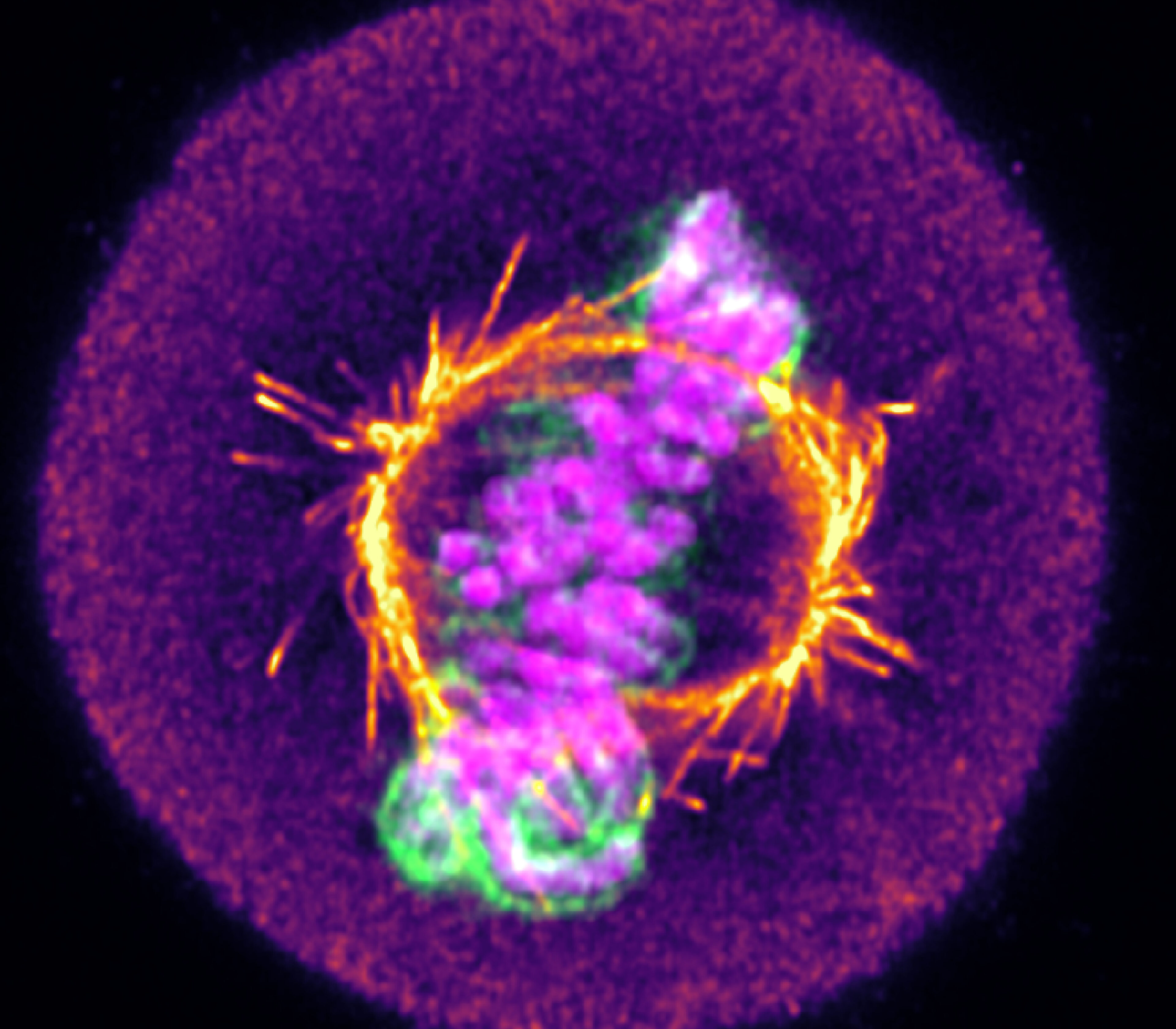 example of Live-Cell Imaging