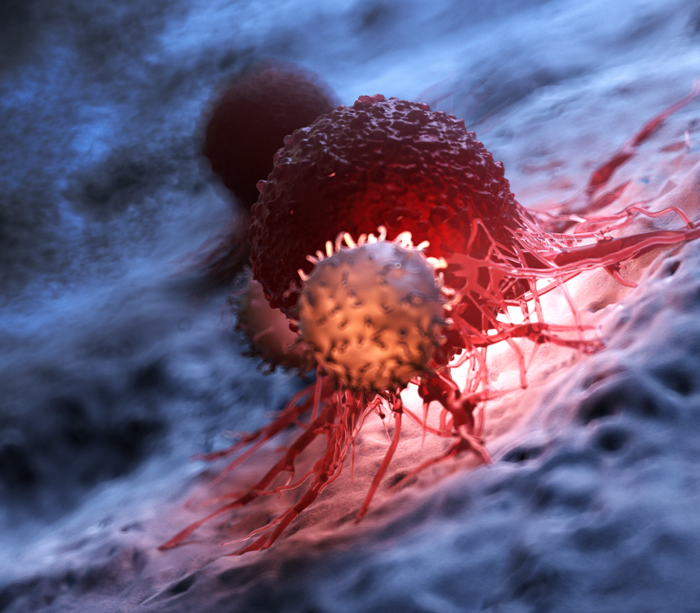 Illustration showing an immune cell interacting with a cancer cell