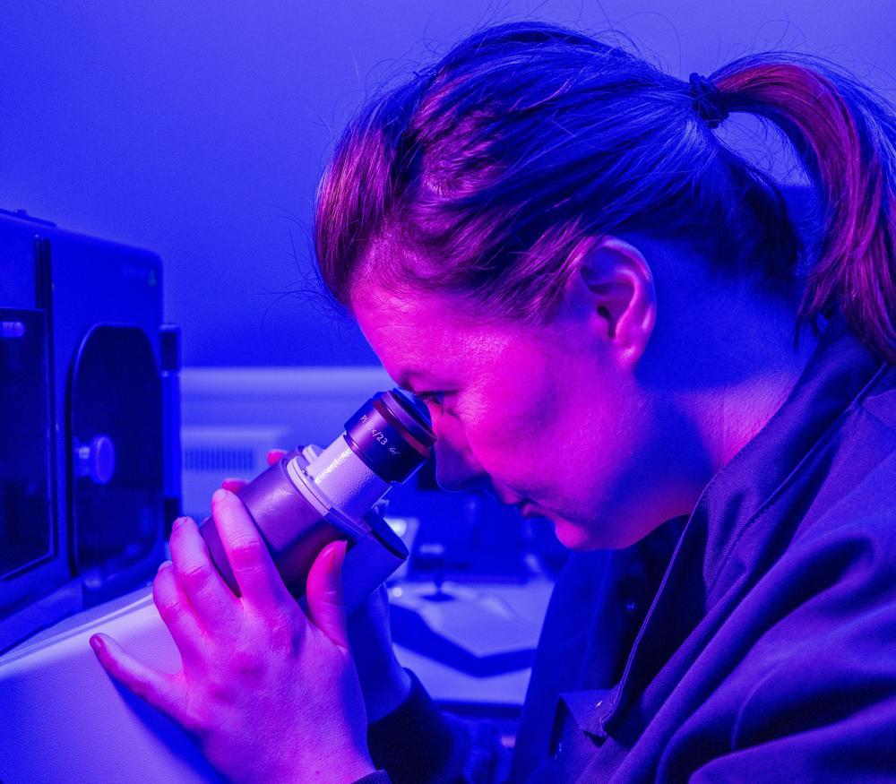 A scientist looks through a microscope in a laboratory, illuminated by blue and purple lighting.