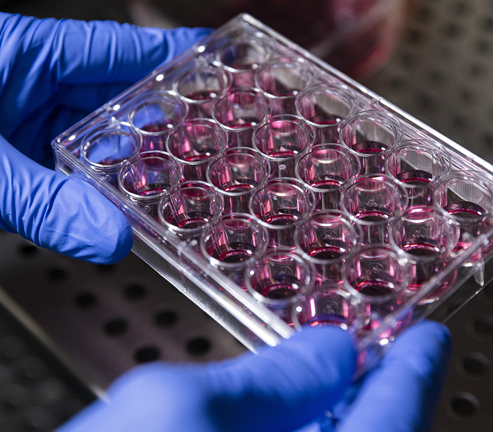 A well plate of cells is being placed in an incubator
