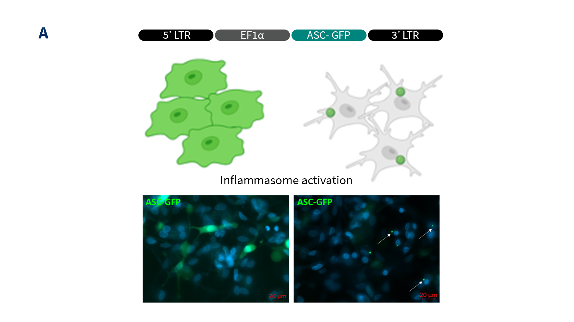 neuroinflammation-drug-discovery