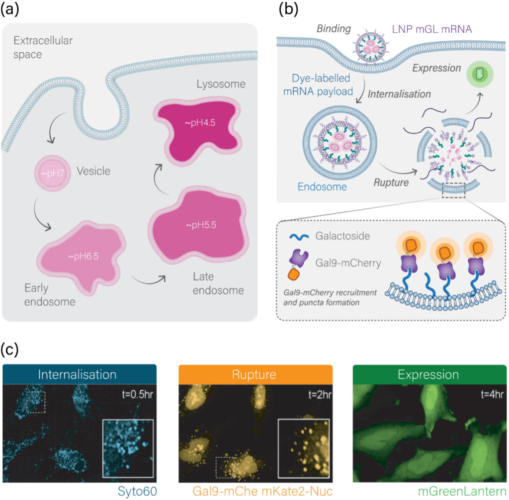 Diagram showing endosome acidification and the internalisation-rupture-expression assay