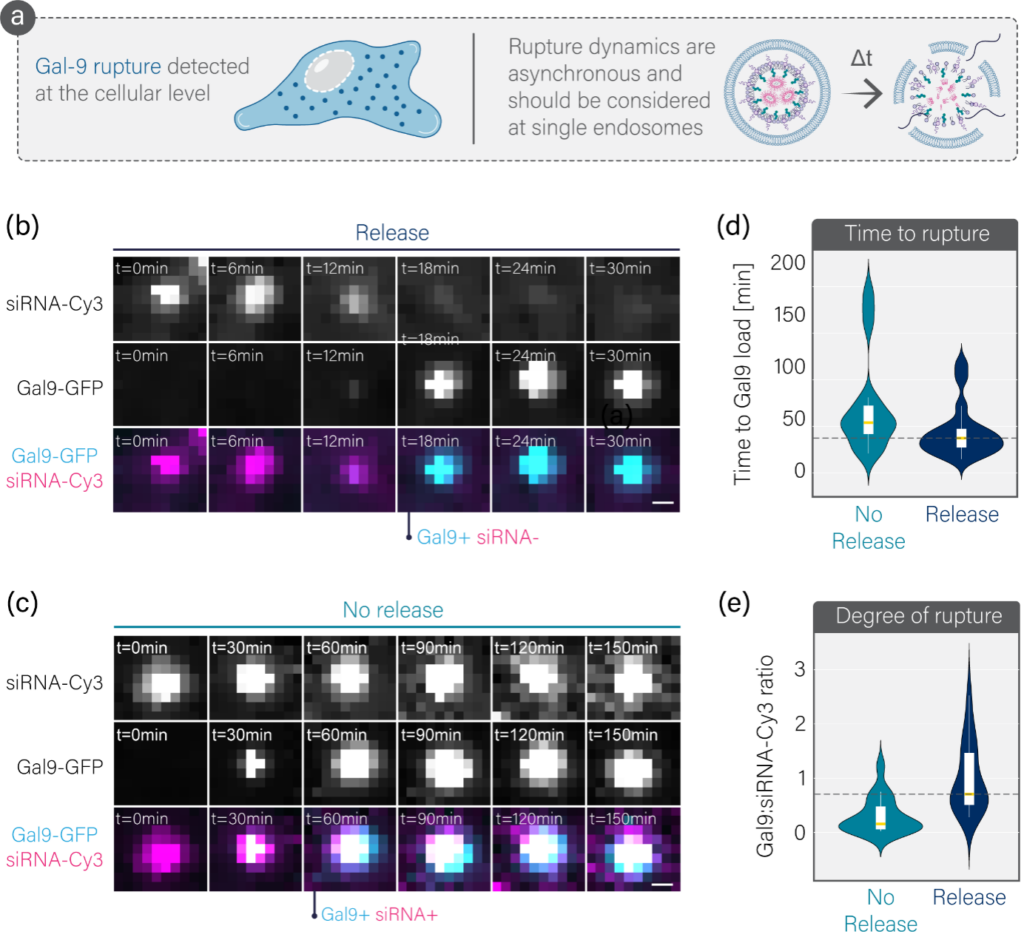 diagram showing a Study endosomal rupture at the level of individual endosomes