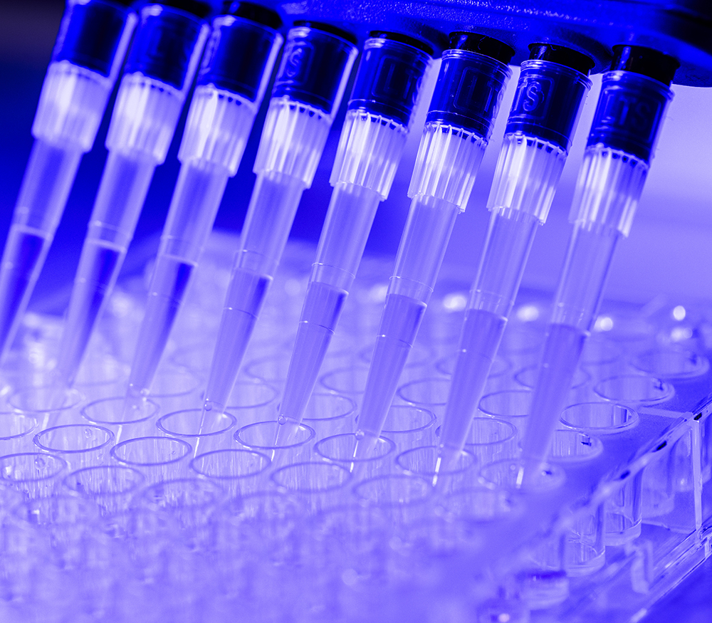 A macro photo of a multichannel pipette transferring media in a 96-well plate
